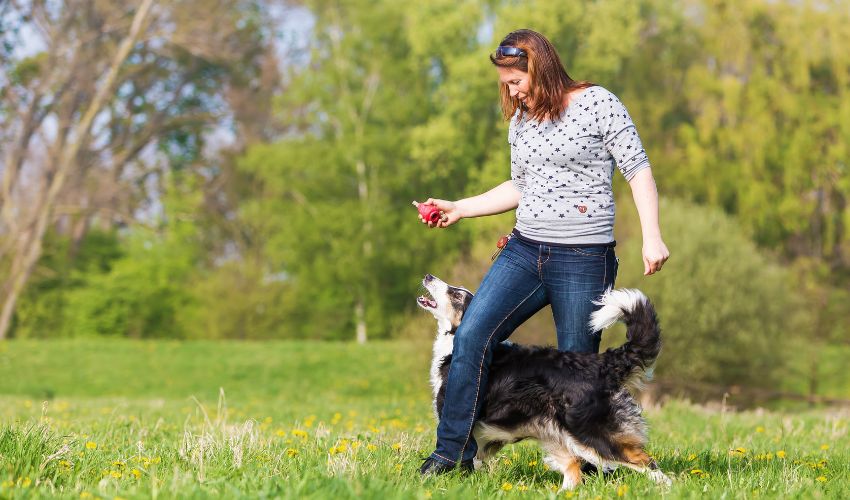 The Final Information to Selecting Between Basset Breeds: Elements to Take into account